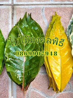 ใบเงิน ใบทอง ใบนาก (ใบไม้มงคลพิธี)