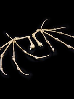 [พร้อมส่ง] Fourhorsemen : MYTHIC LEGIONS: ALL STARS 6 13 - Bone Wings