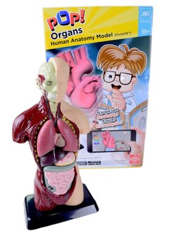 หุ่นจำลองอวัยวะภายในมนุษย์ สูง 10 นิ้ว รุ่น AR, Working Body , ของเล่นเสริมพัฒนาการ, ของเล่นเด็กอนุบาล, สื่อการสอน วิทยาศาสตร์