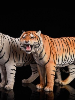 [สั่งจอง]JXK.Studio 1/6 JXK020A yellow Bengal tiger & JXK020B white Bengal tiger