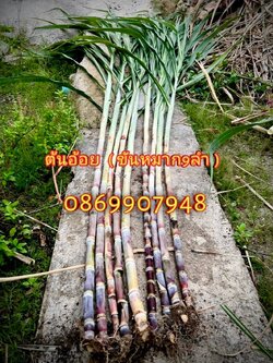 ต้นอ้อย9ลำ (ขันหมากเศรษฐี)