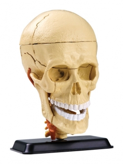 โมเดลระบบประสาท สมอง จำลอง ,สื่อการสอน แพทย์, วิทยาศาสตร์ ทดลอง, พร้อมส่ง