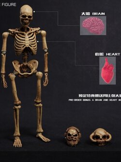 [พร้อมส่ง]101TOYS 1/12 : PALM ELF SERIES SKELETON FRAME BOBY - NO.ES002 -Original color version