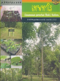 เทพทาโร Cinnamomum porrectum (Roxb.) Kosterm.
