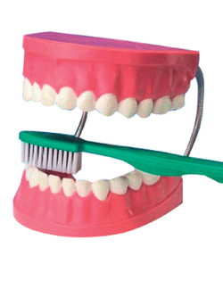 0209 ฟันจำลองขนาด 6.5" พร้อมแปรง โมเดล ฟันจำลอง พร้อมแปรง, ของเล่นเสริมพัฒนาการ, ของเล่นเด็ก, สื่อการสอน