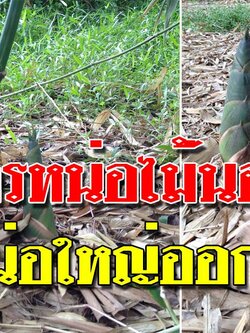 สูตรหน่อไผ่ดกตลอดทั้งปี วิธีนี้ 20 วัน ก็ได้หน่อไม้เต็มสวน