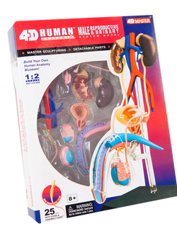 แบบจำลองระบบสืบพันธุ์ ชาย , ของเล่นเสริมพัฒนาการ, ของเล่นเด็ก, สื่อการสอน,