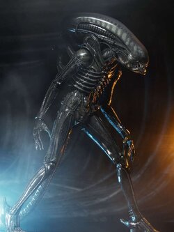 [สั่งจอง] Neca : Alien [Reissue]