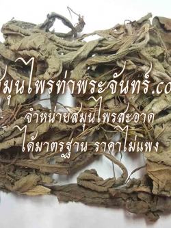 โด่ไม่รู้ล้มแห้ง ( 500กรัม - 1กิโล ) / ( 500g - 1kg ) สมุนไพรท่าพระจันทร์