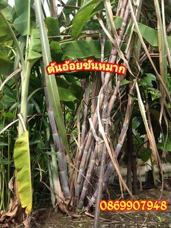 ต้นอ้อย ต้นกล้วย