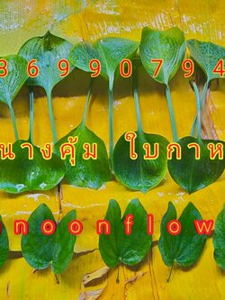 ชุดใบไม้มงคล9ชนิด