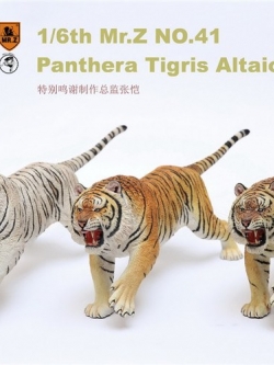 [สั่งจอง]Mr.Z Animal Model 1/6 Mr.Z041-PTA001/2/3 Panthera Tigris Altaica (all 3 colors)