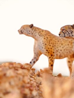 [สั่งจอง]JXK 1/6 : Acinonyx Jubatus / King Cheetha