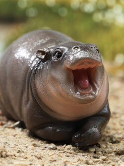 [สั่งจอง] JXK JXK264 : Baby Hippopotamus MooDeng2.0