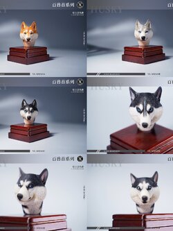 [สั่งจอง]Mostoys MS2108 1/6 : Husky Head Figuer