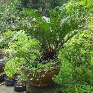 สินค้าเกษตร อุปกรณ์การเกษตร