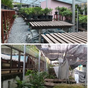 งานเรือนเพาะชำ กองทัพเรือ