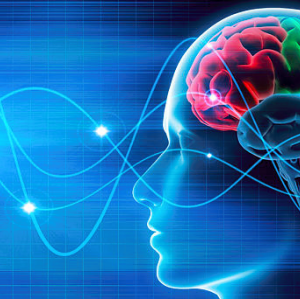 จิตสำนึก จิตใต้สำนึก สมองซีกซ้ายและซีกขวา