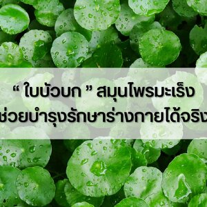 “ ใบบัวบก ” สมุนไพรมะเร็ง ช่วยบำรุงรักษาร่างกายได้จริง
