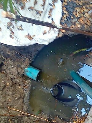 ในคลองบางปลากด