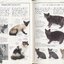 EYEWITNESS HANDBOOKS CATS (หนังสือเกี่ยวกับน้องแมว ฉบับภาษาอังกฤษทั้งเล่ม)