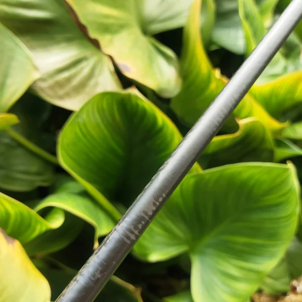 5W COBRA AMP | หน้า DUAL ROLL ช่วยให้ตีแล้ว launch ดี ลูกไม่หนีแม้ไม่โดนกลาง image 5 5W COBRA AMP | หน้า DUAL ROLL ช่วยให้ตีแล้ว launch ดี ลูกไม่หนีแม้ไม่โดนกลาง image 5